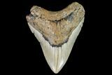 Fossil Megalodon Tooth - North Carolina #108883-1